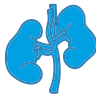 Nephrology icon